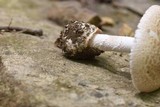 Amanita pseudovolvata image
