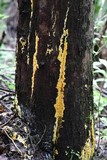 Ceriporia spissa image