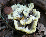Thelephora vialis image