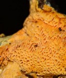Ceriporia spissa image