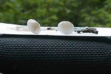 Mycena subcaerulea image