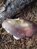 Russula mariae image