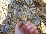 Leucocoprinus cepistipes image