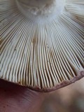 Russula mariae image