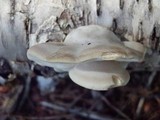 Tyromyces chioneus image