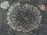 Phaeophyscia orbicularis image