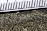 Phaeophyscia orbicularis image