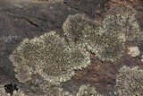 Phaeophyscia orbicularis image