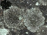 Phaeophyscia orbicularis image