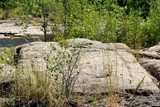 Phaeophyscia orbicularis image