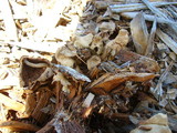Leucocoprinus cepistipes image
