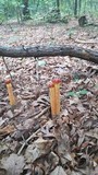 Heimioporus betula image
