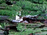 Ceratiomyxa fruticulosa var. fruticulosa image