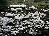 Ceratiomyxa fruticulosa var. fruticulosa image