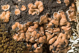 Psora decipiens image