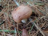 Lactarius vinaceorufescens image
