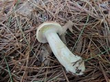 Lactarius vinaceorufescens image