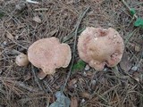 Lactarius vinaceorufescens image