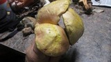 Boletus pallidoroseus image