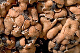 Psora decipiens image