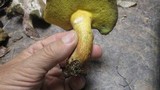 Boletus pallidoroseus image