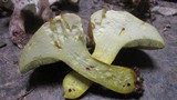 Boletus pallidoroseus image