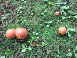 Chalciporus piperatus image