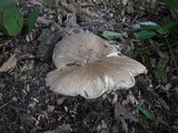 Megacollybia rodmani image