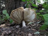 Megacollybia rodmani image