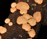 Schizophyllum umbrinum image
