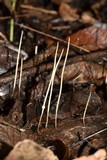 Macrotyphula juncea image