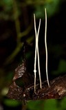 Macrotyphula juncea image