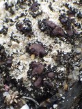 Collema tenax var. tenax image