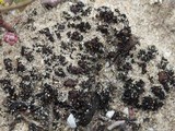 Collema tenax var. tenax image