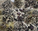 Collema tenax var. tenax image