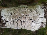 Diploicia canescens image