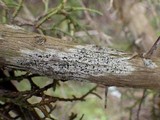 Buellia erubescens image