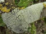Pertusaria heterochroa image