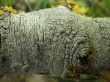 Pertusaria heterochroa image