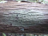 Rinodina oleae image
