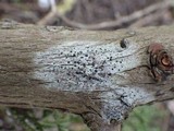 Amandinea punctata image