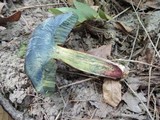 Boletus discolor image