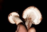 Hygrophorus russula image