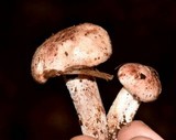 Hygrophorus russula image