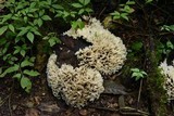 Hydnopolyporus palmatus image
