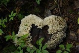 Hydnopolyporus palmatus image