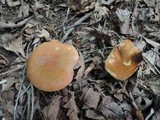 Boletus luridus image
