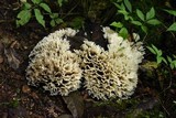 Hydnopolyporus palmatus image