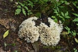 Hydnopolyporus palmatus image