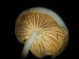 Entoloma subserrulatum image